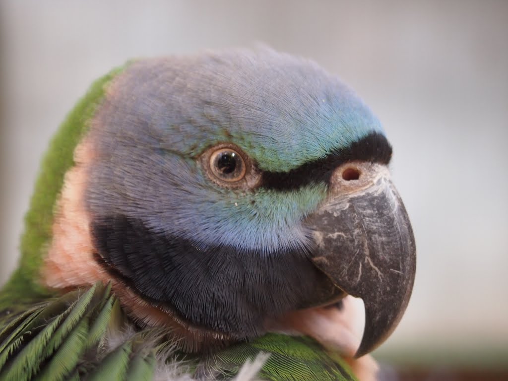 Zapari park, HaYarkon park, parrot by Nameofrose