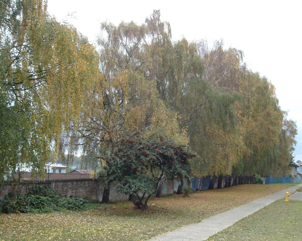 Otoño, Ovejeria Bajo, Osorno by jlsandoval