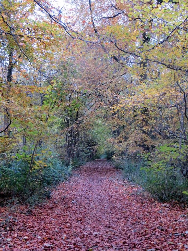 Leigh Woods -Autumn Leaves - November 2013 by Forester2009