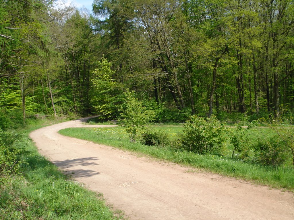 Im Wald zwischen Mensfelden und Oberneisen by d.simon