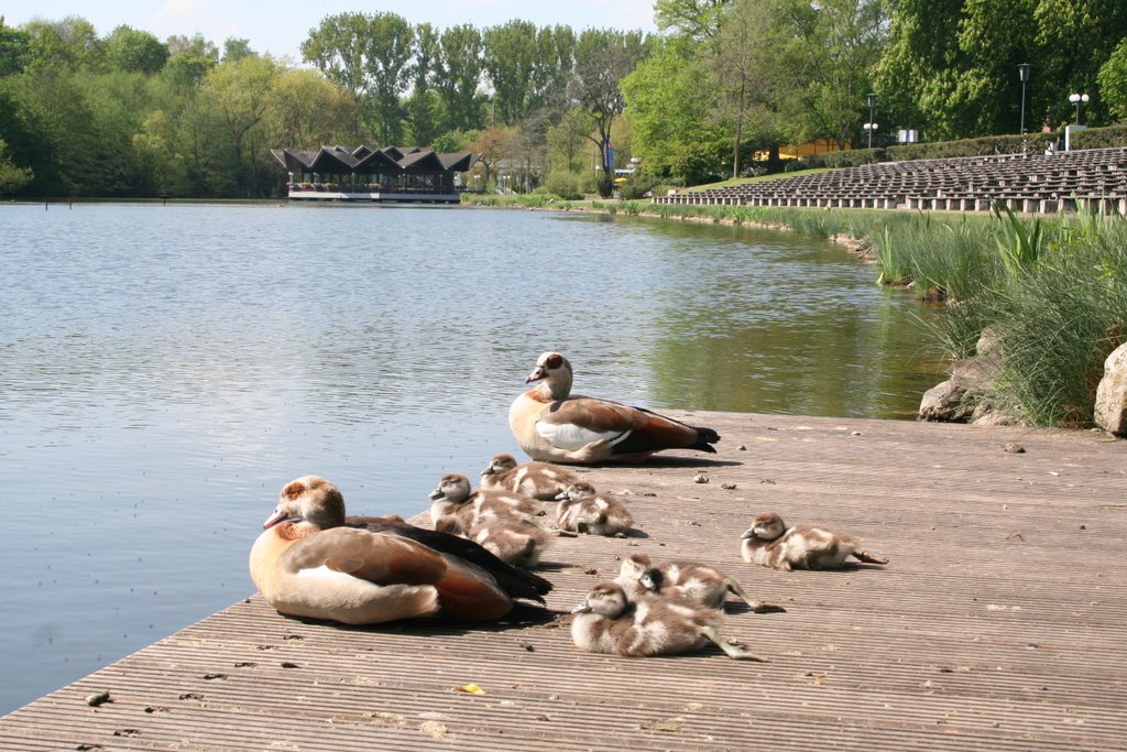 Am Buschmühlen Teich by Peter Kronfeld