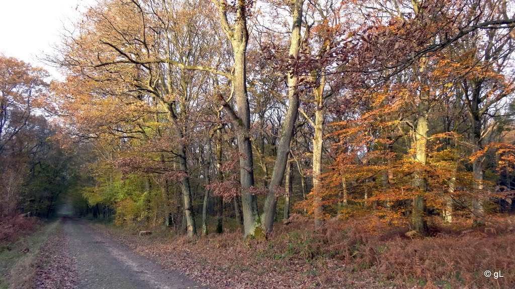 En forêt de Retz by astrorail