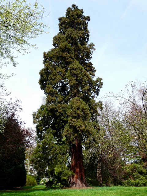 Séquoia géant, Herent by foggie