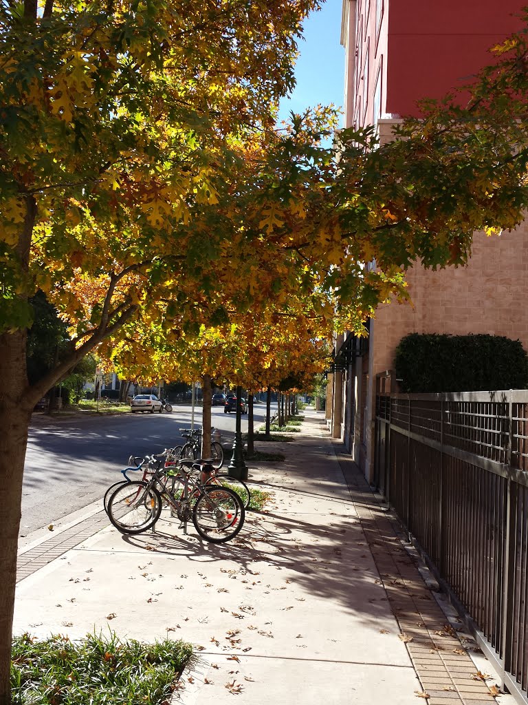 December Leaves of Color 12.03.13 by RememberTheAdamo