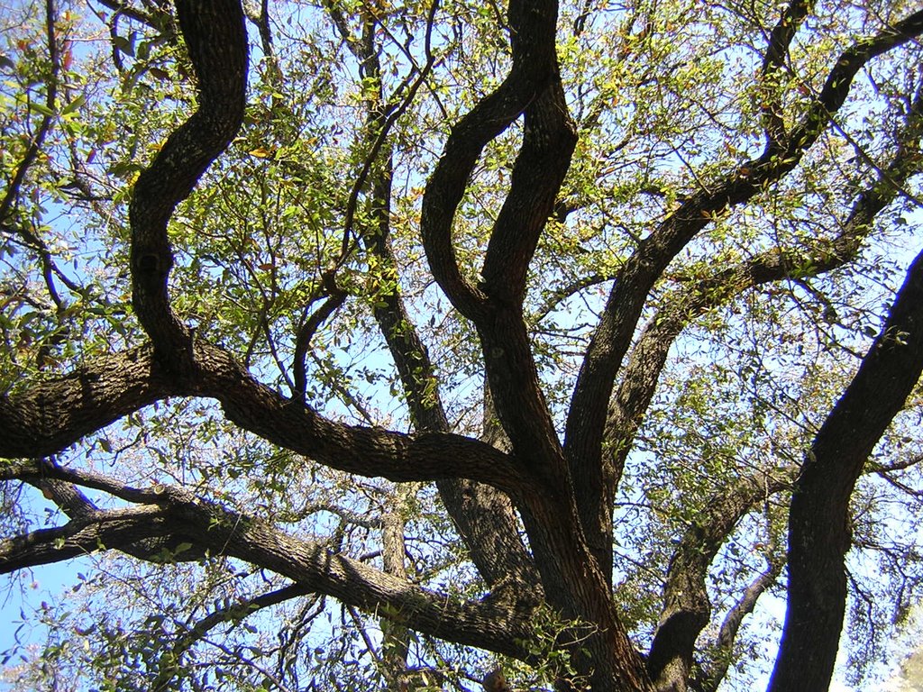 Twisted texas tree by Tyra Twomey-Smith