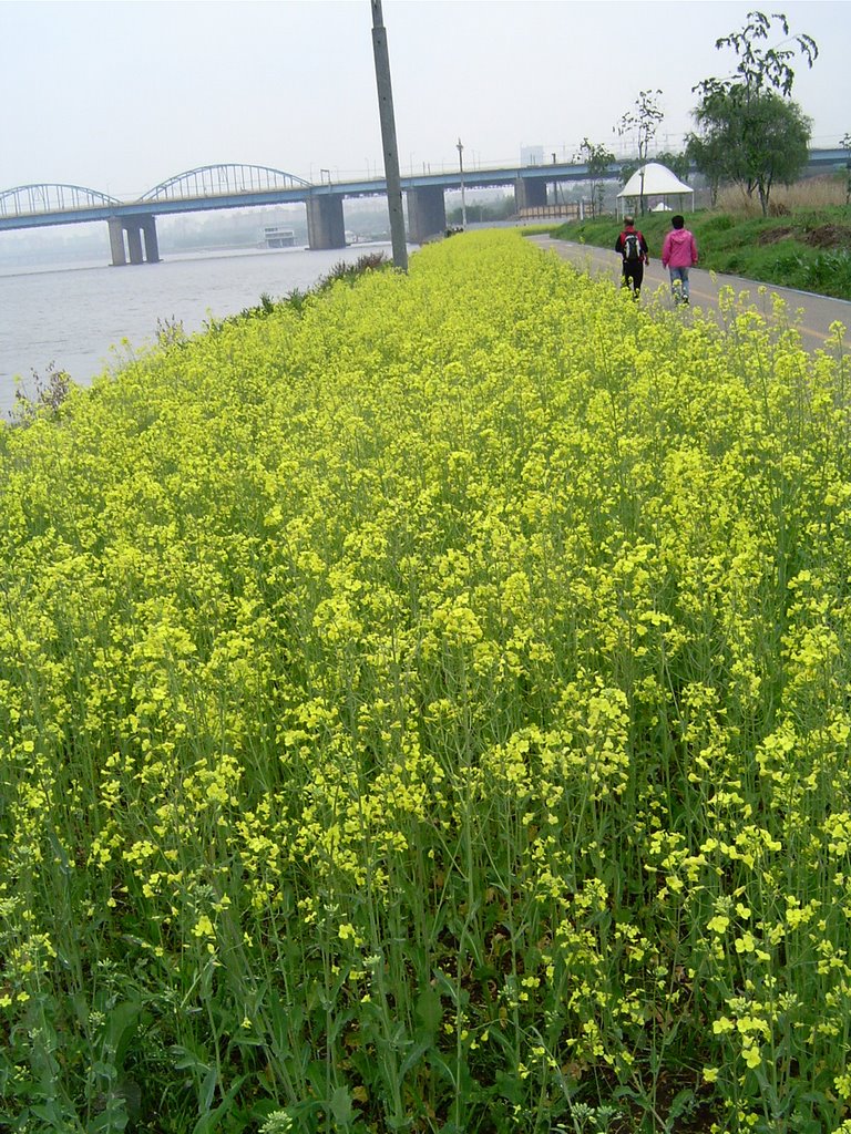 Rape flowers by GoSoToPo