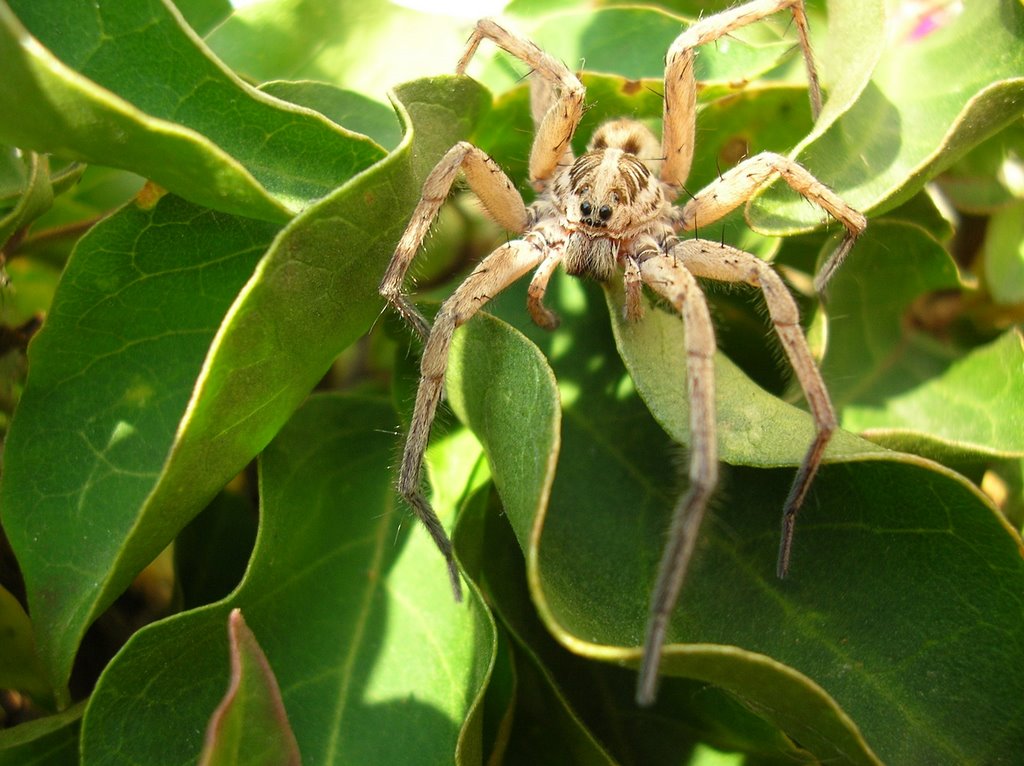 Spinne, Aranha de Praia das Maças by stefan de maddalena