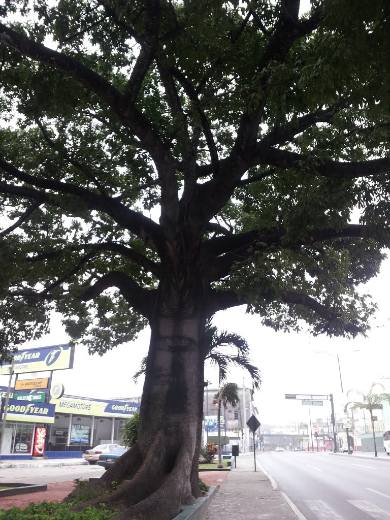 Árbol Frente A Auditorio De Tampico by Roberto Arcide Hdz C