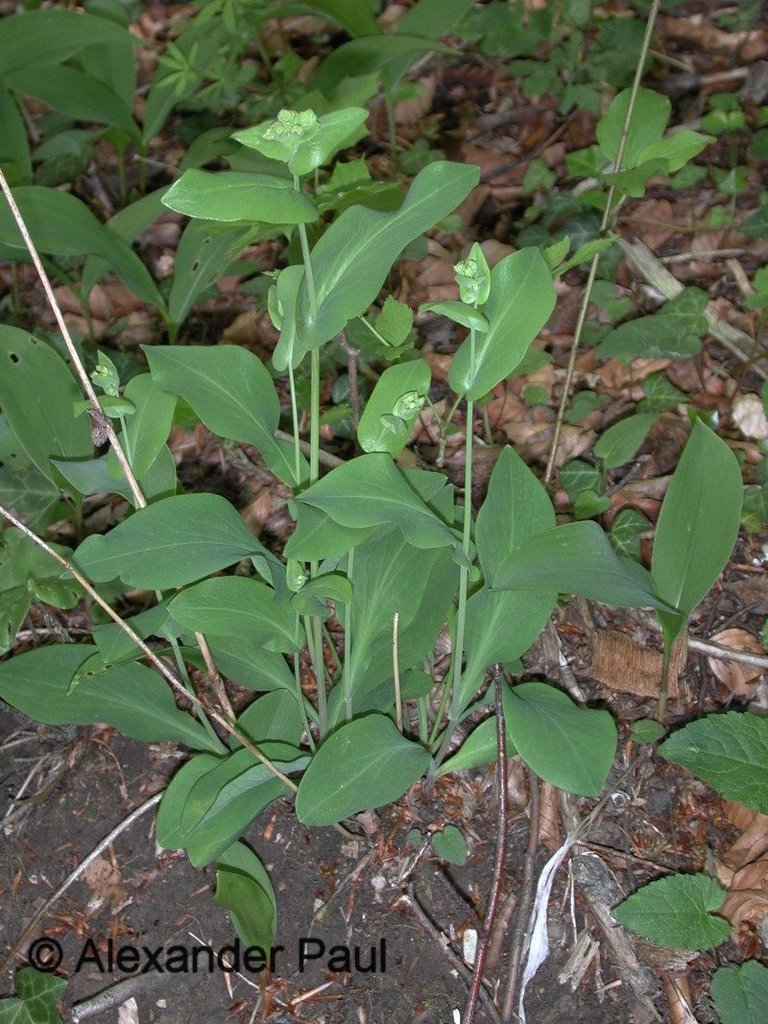 Langblättriges Hasenohr Bupleurum longifolium by Alexander Paul