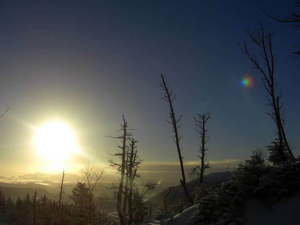 Sunshine, snow and black dancing trees by Mona Lygre