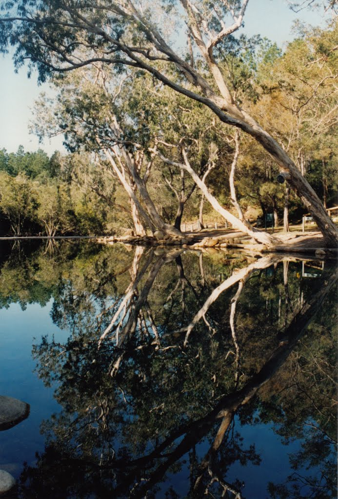 Byfield State Forest by Peter WHITEHEAD