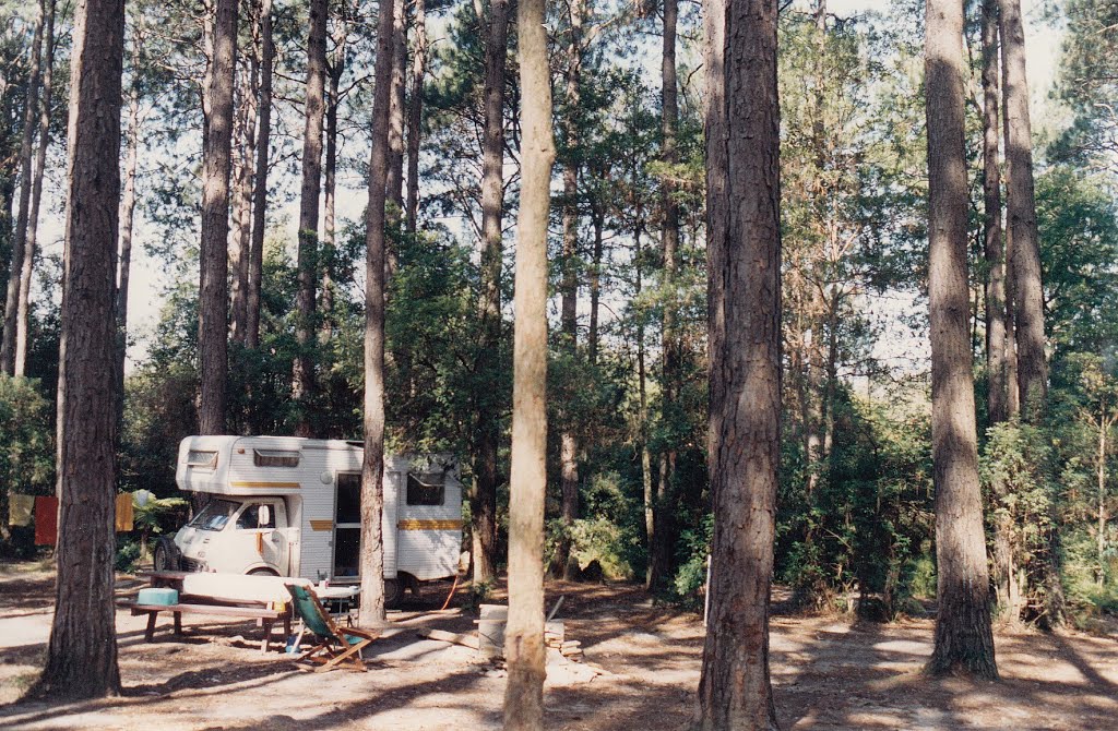 Watagan Forest by Peter WHITEHEAD