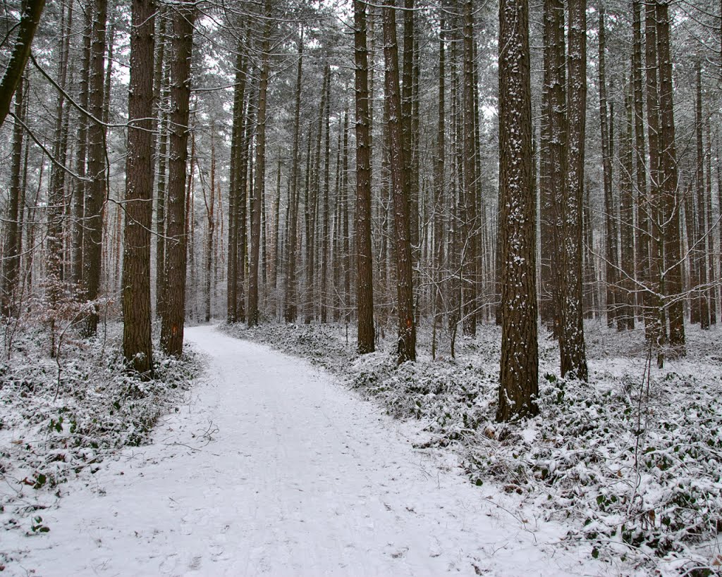 Winter landscape, Meerdaalwoud by S Dondeyne