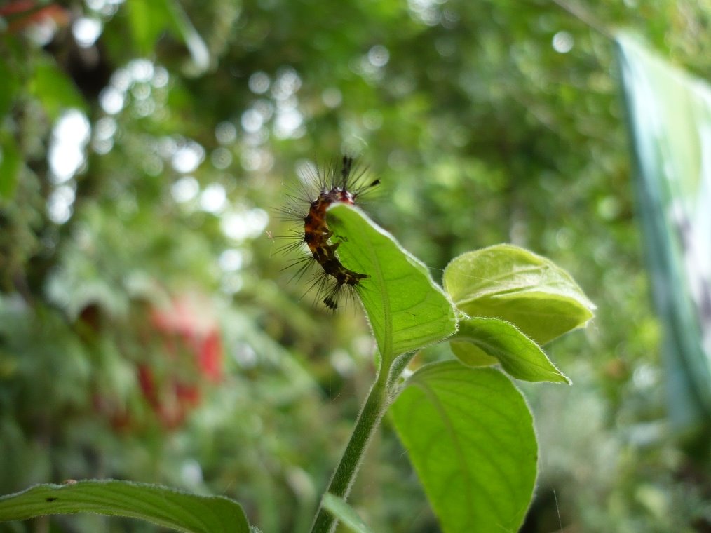 Pequeño gusano en una planta by Javier González Agui…