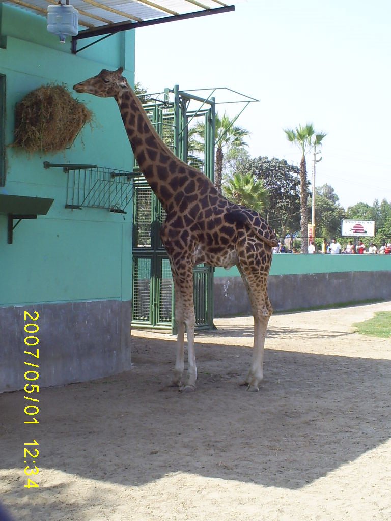 Nice Zoo in Lima by Jorge Montes