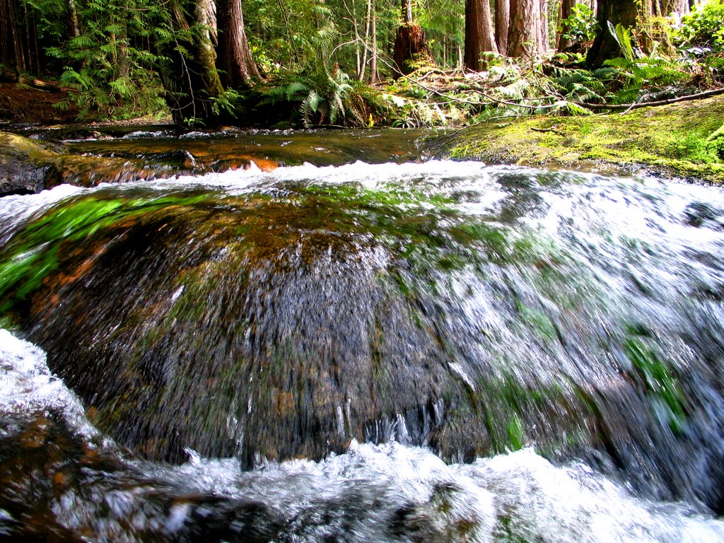 Westwood Creek - Spring Runoff by Uncle Bob