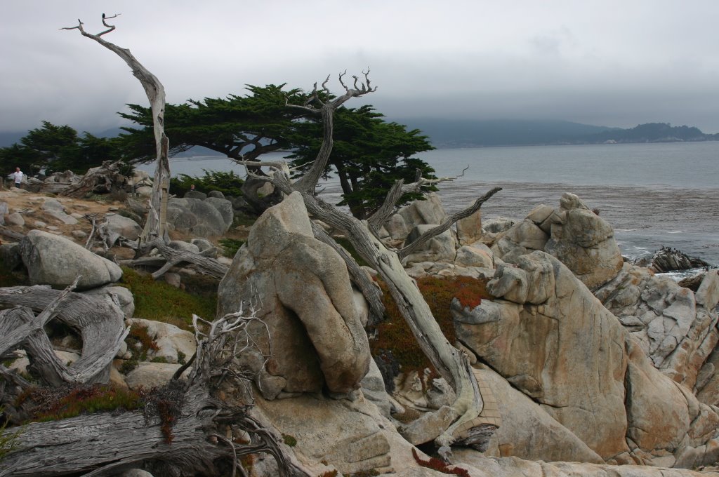 17-Mile Drive - the Ghost Trees by izabela7