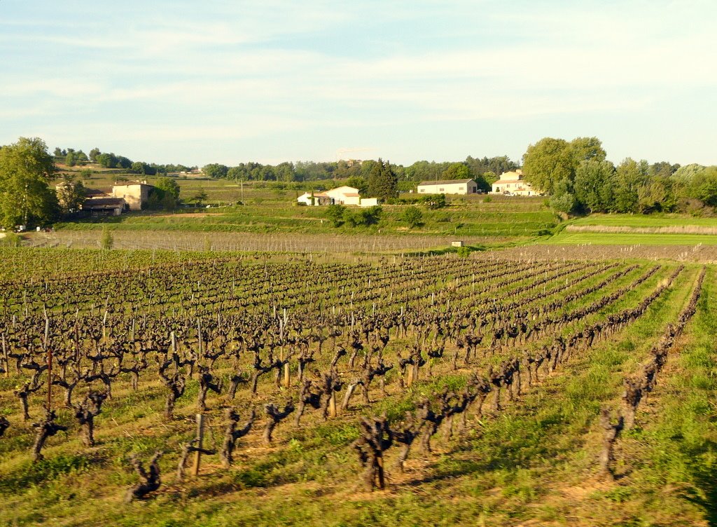 Ammirando il panorama dal pullman da Rousillon ad Avignon: vigneti by Chocolat13