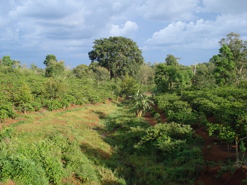 Thượng nguồn suối Ea-ăn (Upstream of Ea-an stream) by nguyen thanh vinh