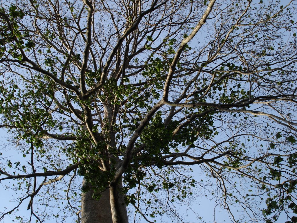 Tán cây đại thụ (chưa biết tên cây gì) by nguyen thanh vinh