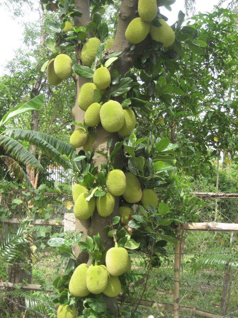 Jack fruit, JU by Mir Abul Kashem