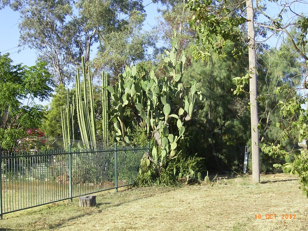 Lightning Ridge, Cactus - 2012-10-10 by sandyriva