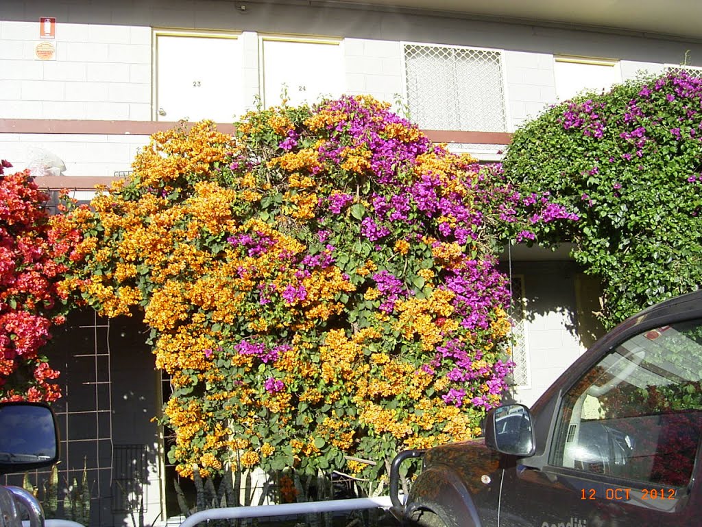 Lightning Ridge, Flowers at Motel - 2012-10-12 by sandyriva