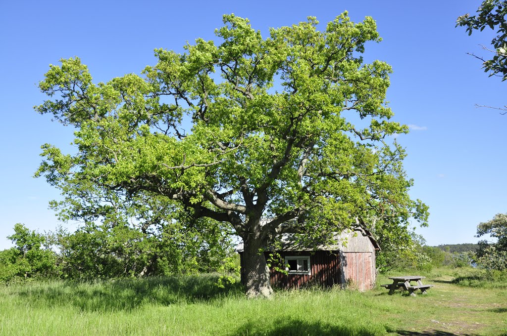 Öland by MichaelN