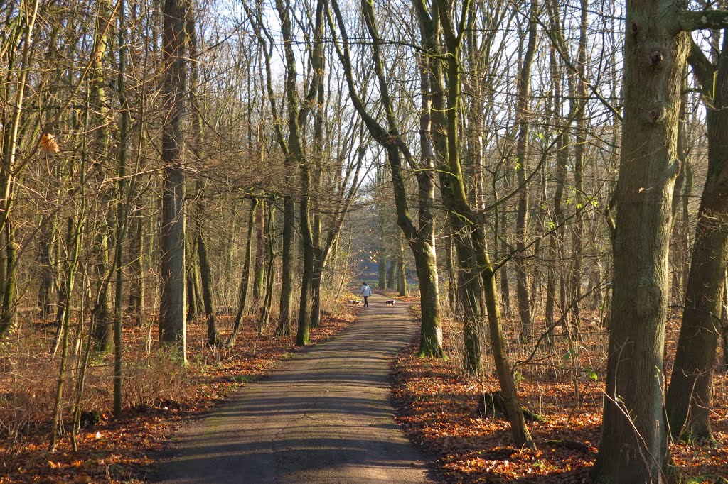 Hondjes uitlaten in het winterse Kralingse Bos by Piet Guijt