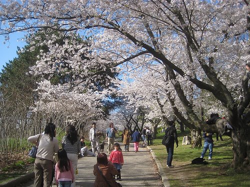 Cherry tree blossoms by mburpee