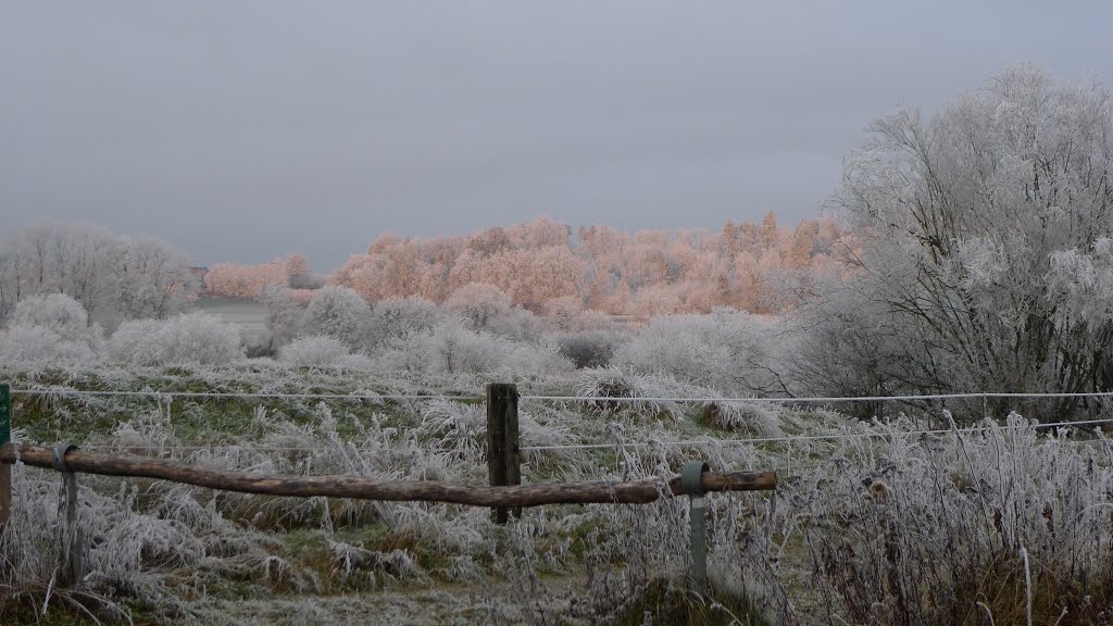 Naturschutzgebiet Auried Kleinbösingen by sense1