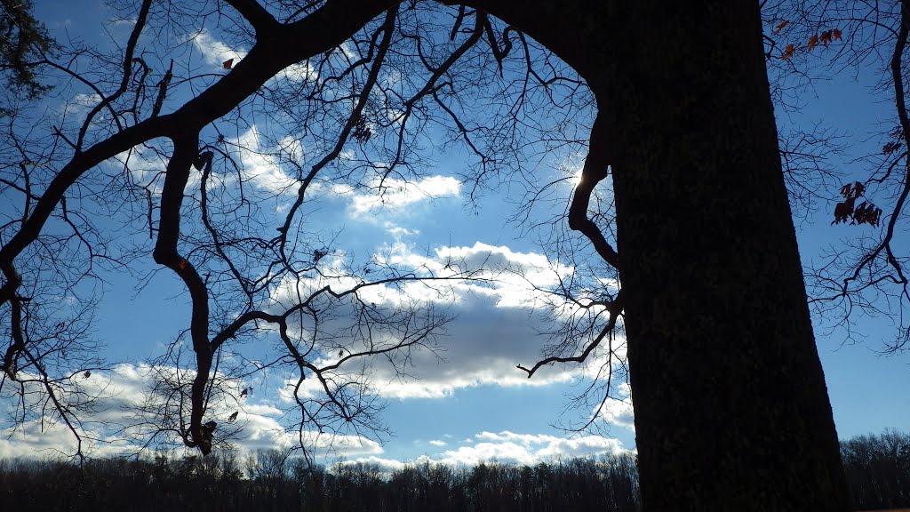 Clouds Above and Beyond the Trees, Wilderness Battlefield by Dan R. Mills