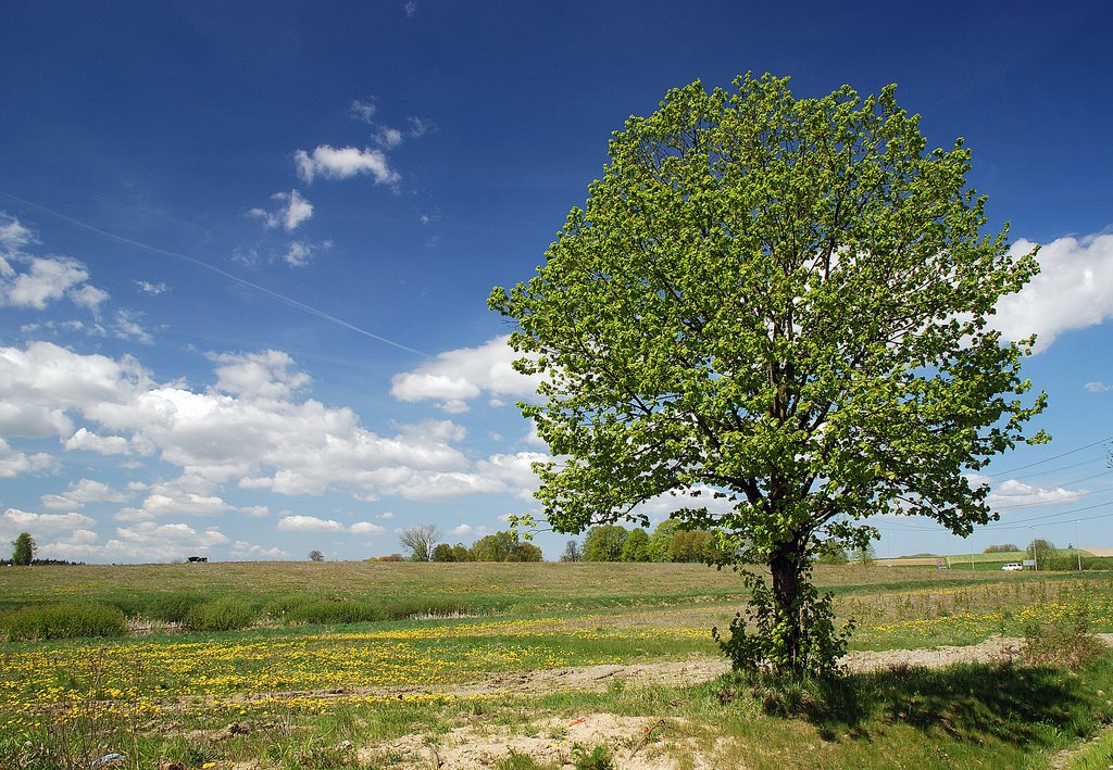 Near Wiezyca Kaszuby Poland by Anthony Skotia