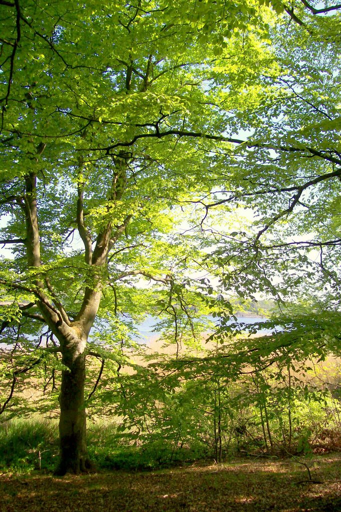 Beech trees in springtime by Spacebug