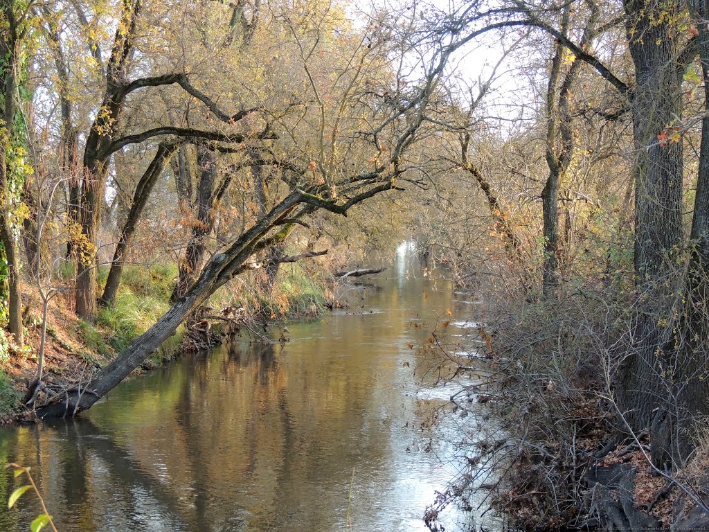 Trees over the Creek, Rio Linda, CA by Steve Schmorleitz, NationalParkLover.com