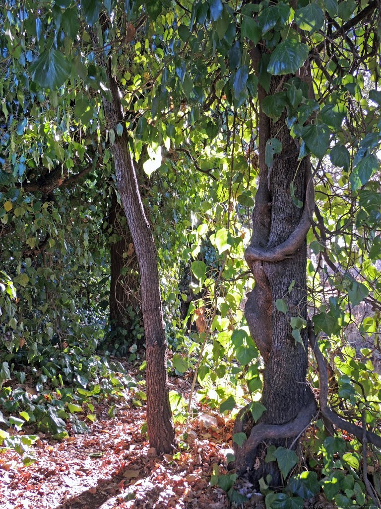 Natural Vine Arbor along Western Branch of Dry Creek, Rio Linda, CA by Steve Schmorleitz, NationalParkLover.com