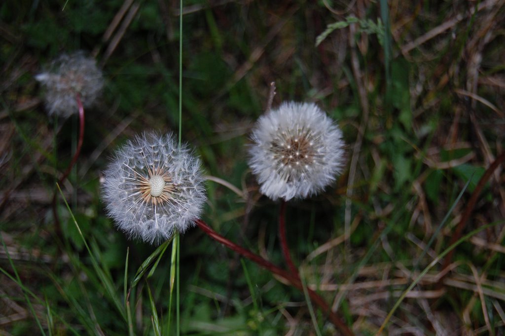 Pair of Dandelion by Lecleire Jacques