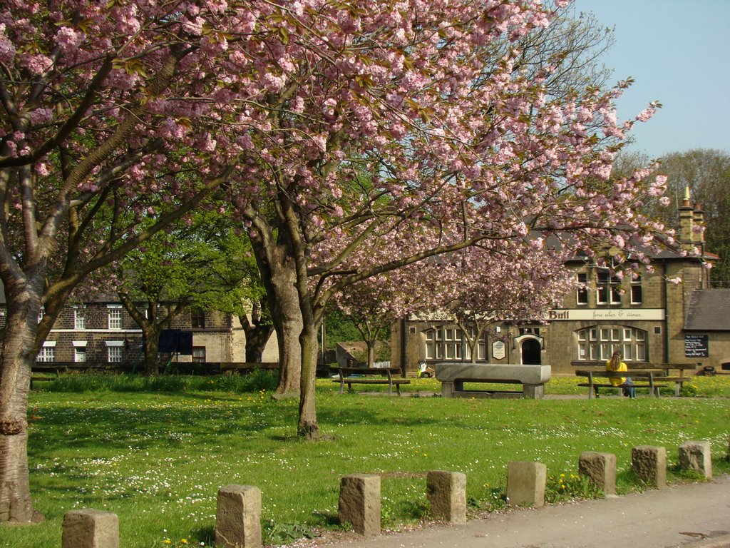 Cherry blossom in St. Mary's churchyard , Ecclesfield, Sheffield S35 by sixxsix