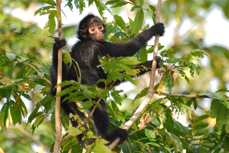 Baby Spider Monkey by Edson G.