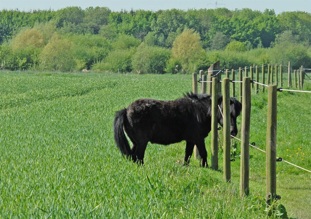 Pony im Kornfeld - krabbelt bei gutem Zureden wieder zurück unter dem Zaun hindurch auf seine Pferdeweide by Juliane Herrmann