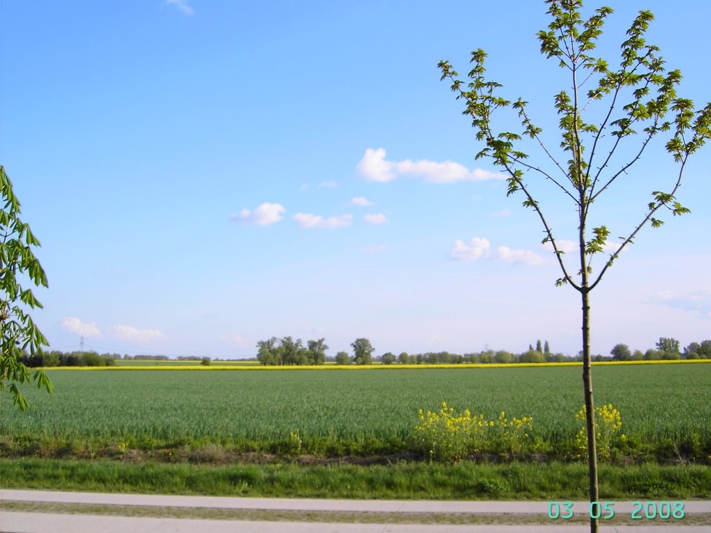 Blick in Richtung Schinne by gulehmann