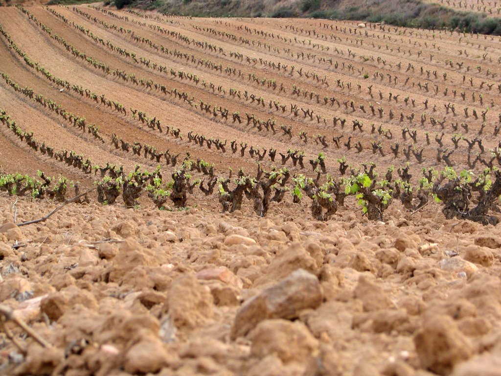 Il vino, da giovane by DavideVal