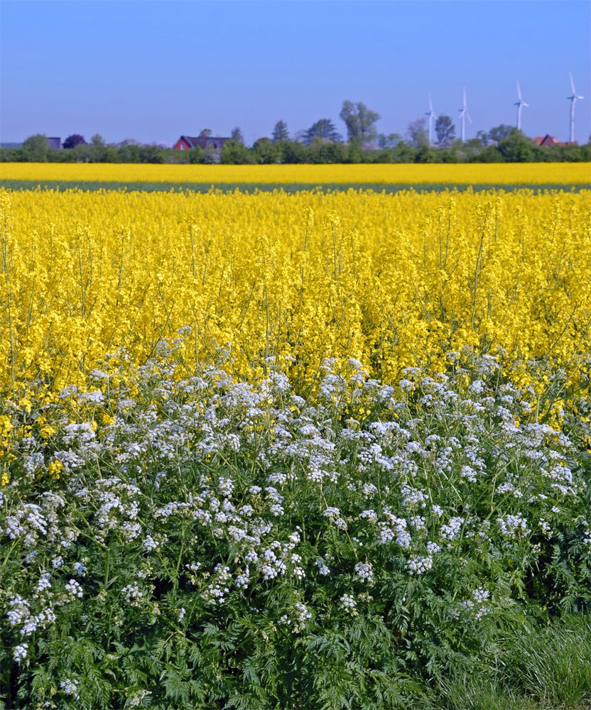 Blick über die Rapsfelder hinweg zum Pinnaudeich by Juliane Herrmann