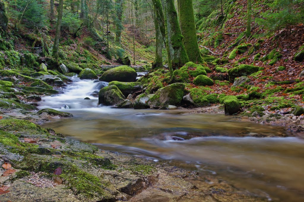 Der Grobbach im Nordschwarzwald by schnauzerfreund