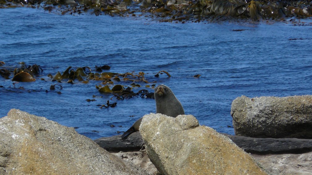 Shag Point seal by Fran Waldron