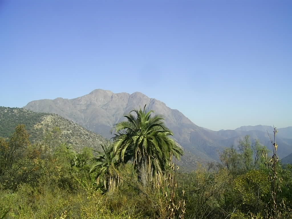 La Campana tras las Palmas. by Gerald Foxon