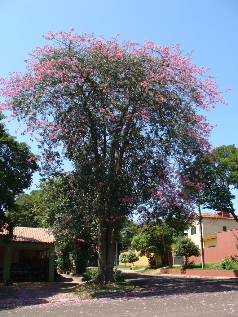 Pé de paineira - Dourados - Mato Grosso do Sul - Brazil by Paulo Yuji Takarada