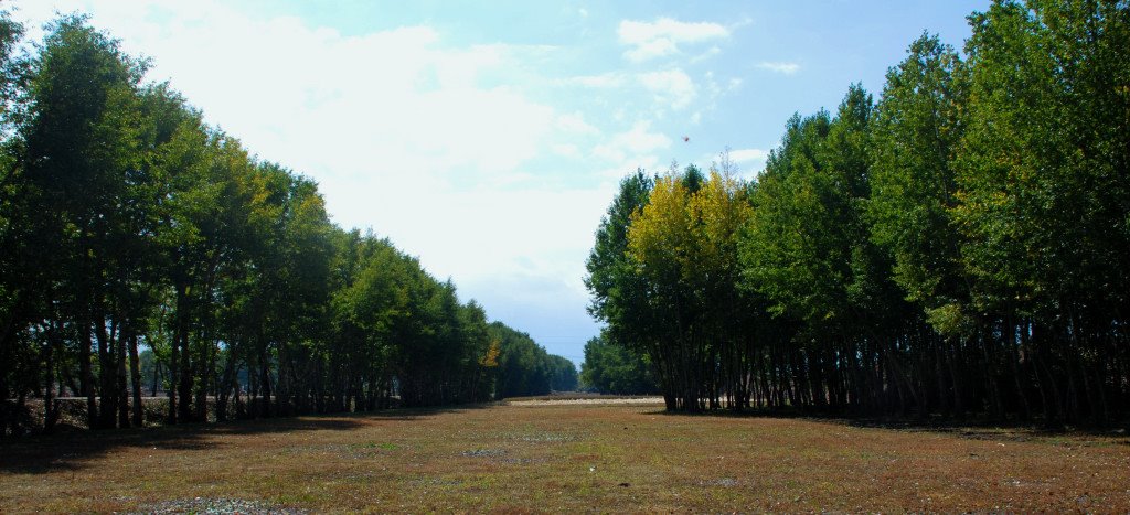 路边林地 Woods beside Road by 满仓