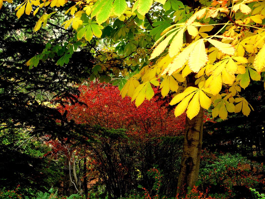 Sonbahar / The autumn by Nurettin Peşkircioğlu