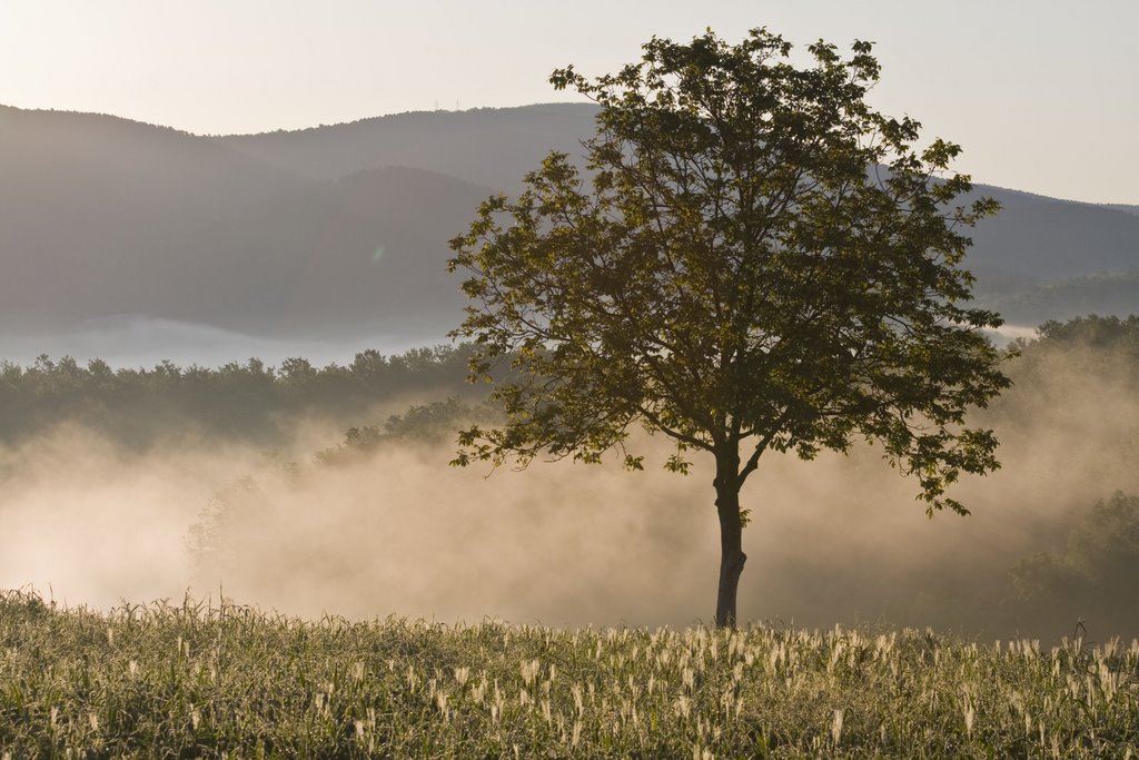 Campagna by Stefano Moschini